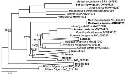 Northern olingo (Bassaricyon gabbi), zorilla (Ictonyx striatus), and honey badger (Mellivora capensis) mitochondrial genomes and a phylogeny of Musteloidea